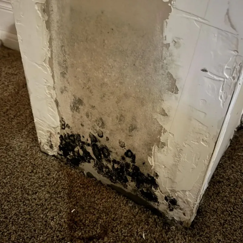 Professional Mold Removal in Oak Grove, KY